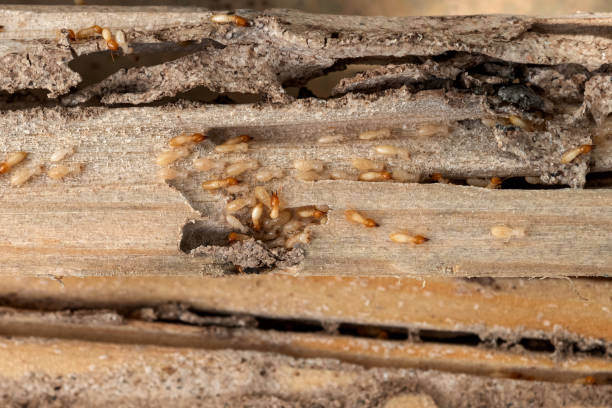 Best Pest Control Near Me in Holladay, UT