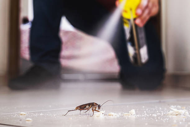 Best Flea Control Services  in Holladay, UT